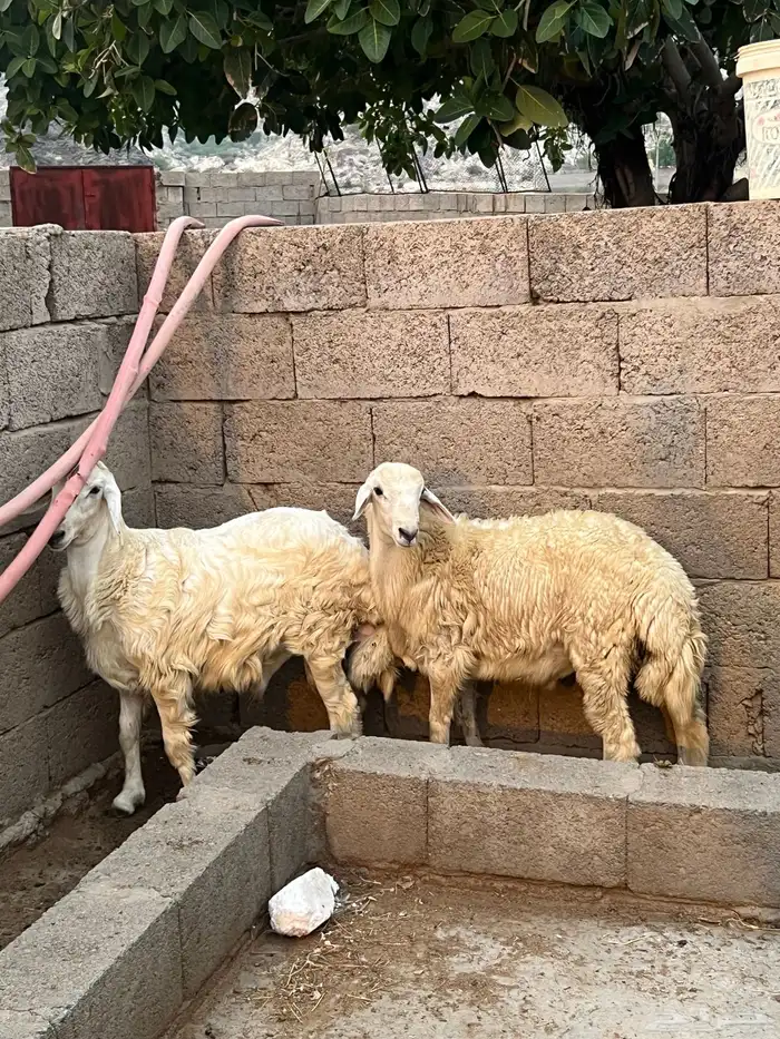 طليان ورخال 3