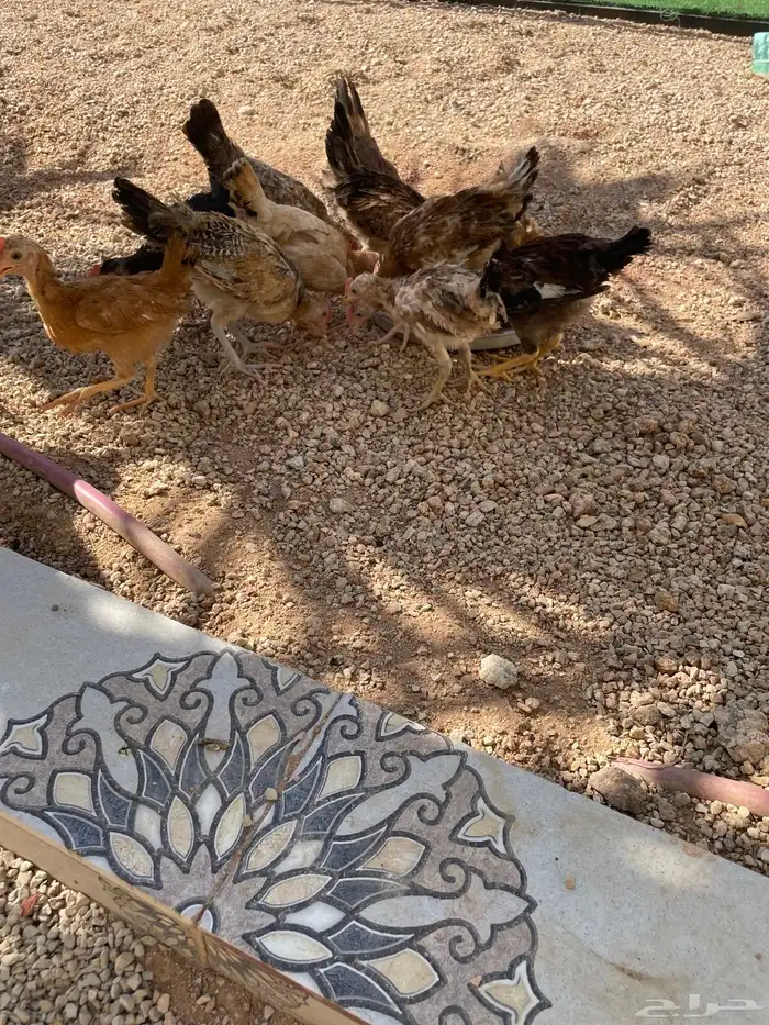 فروخ دجاج 0