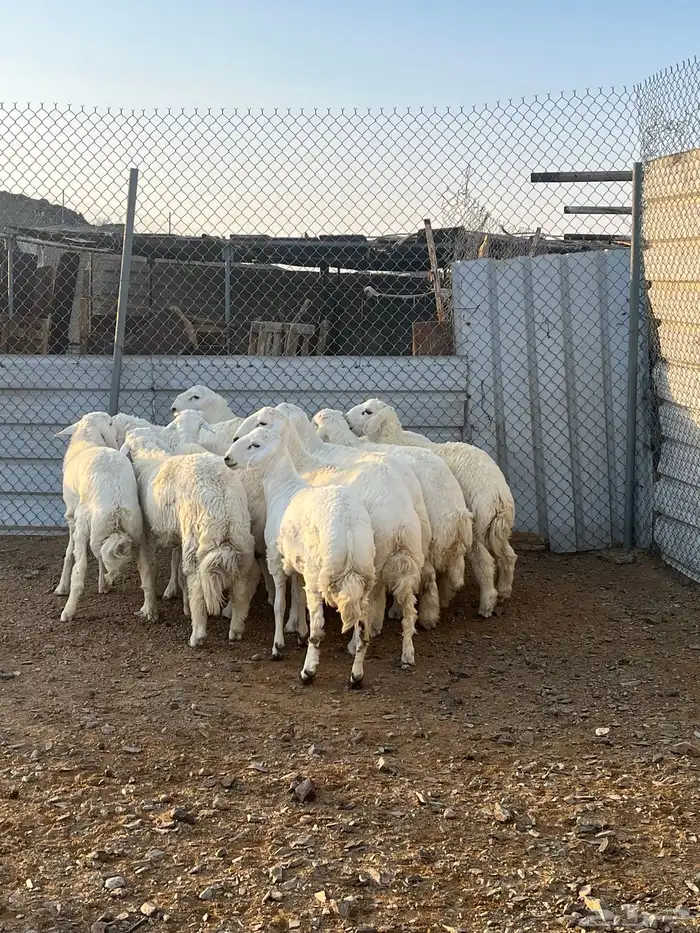 طليان جبره كايفه شحم فل 2