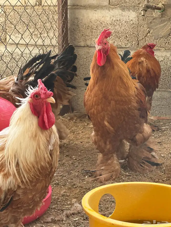 مشروع للبيع دجاج فيومي  دجاج براهما 8