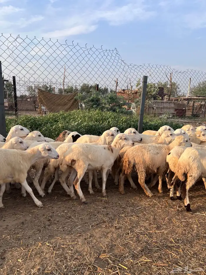رخال رفيدي بلدي 3