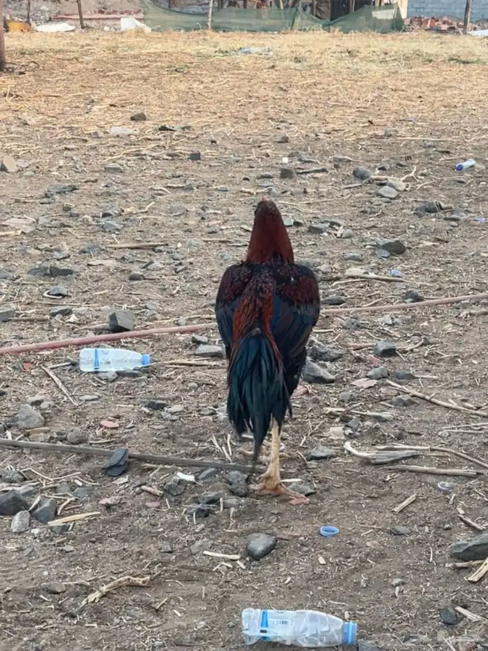 ديك بكستاني 0