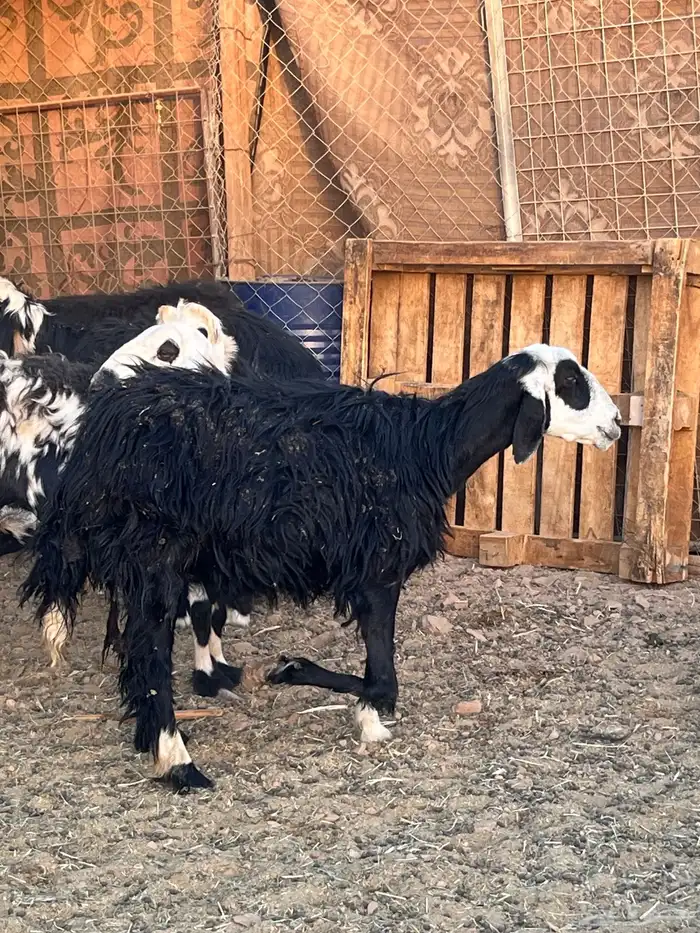 نعجه والد 1