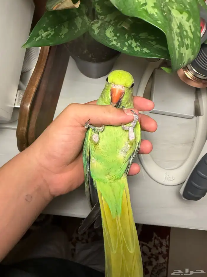 ببغاء دره اليف 2