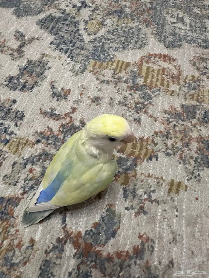 للبيع طير روز لون مميز 1