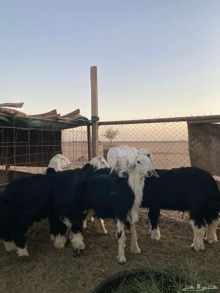 خرفان نجد 1