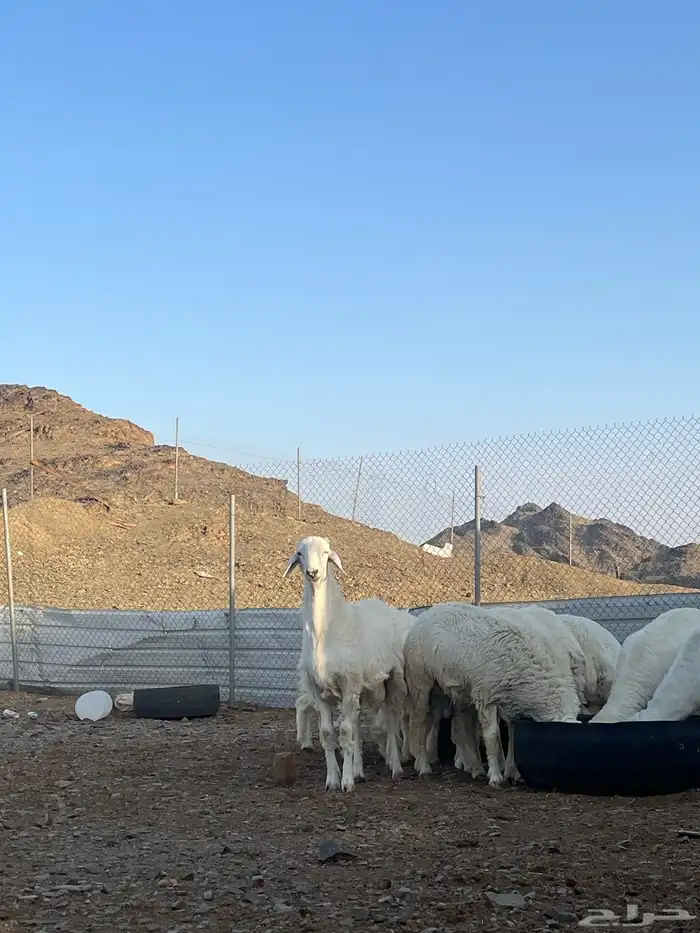 طليان جبره كايفه شحم فل 7