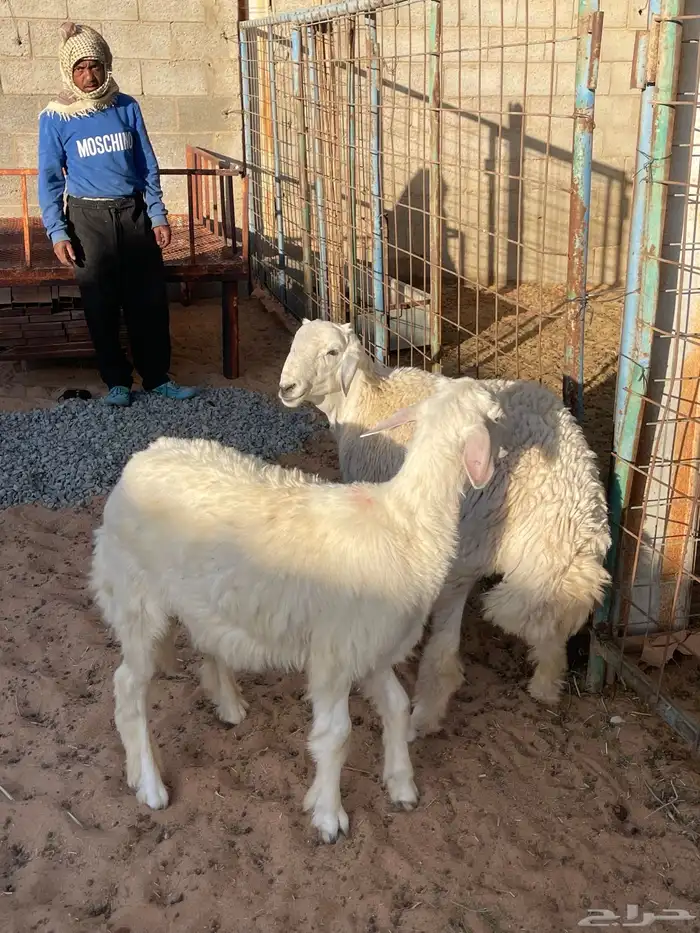 طليان للبيع 2