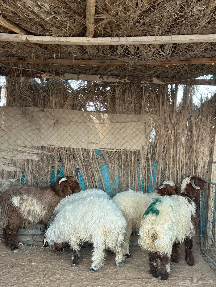 نعيمي طيبه 4