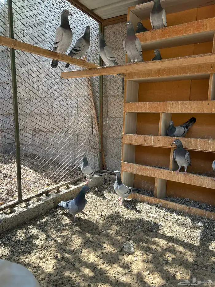 طبات زاجل سباق 2