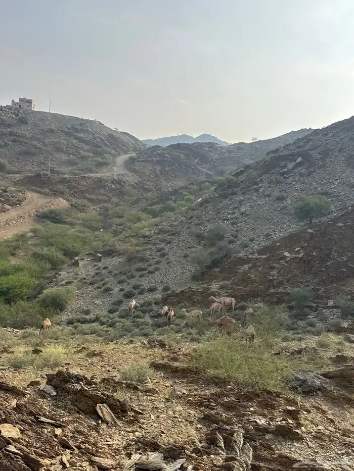 ابل للبيع 1
