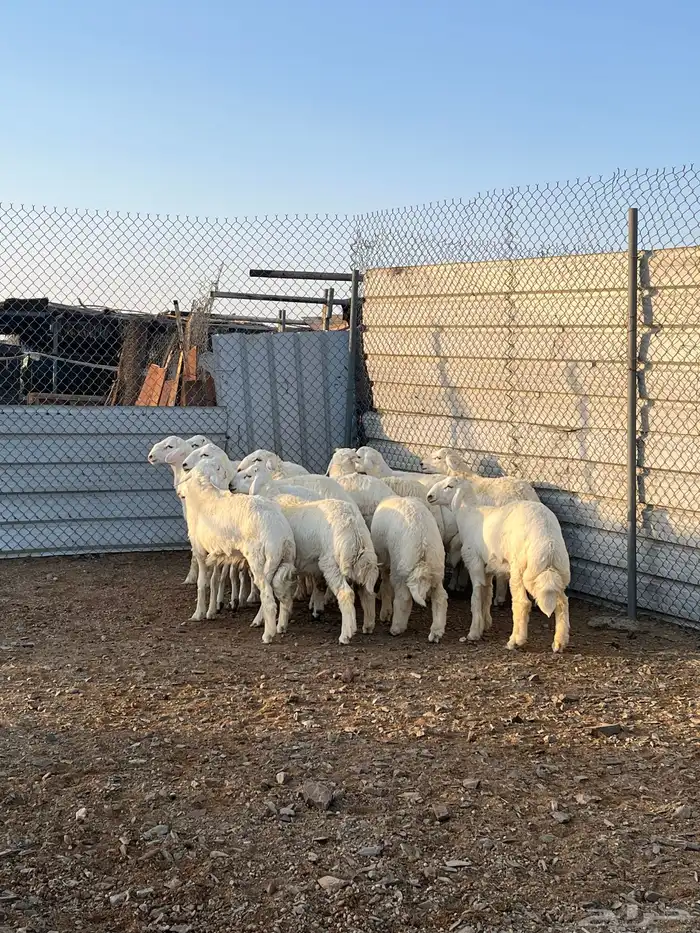 طليان جبره كايفه شحم فل 1