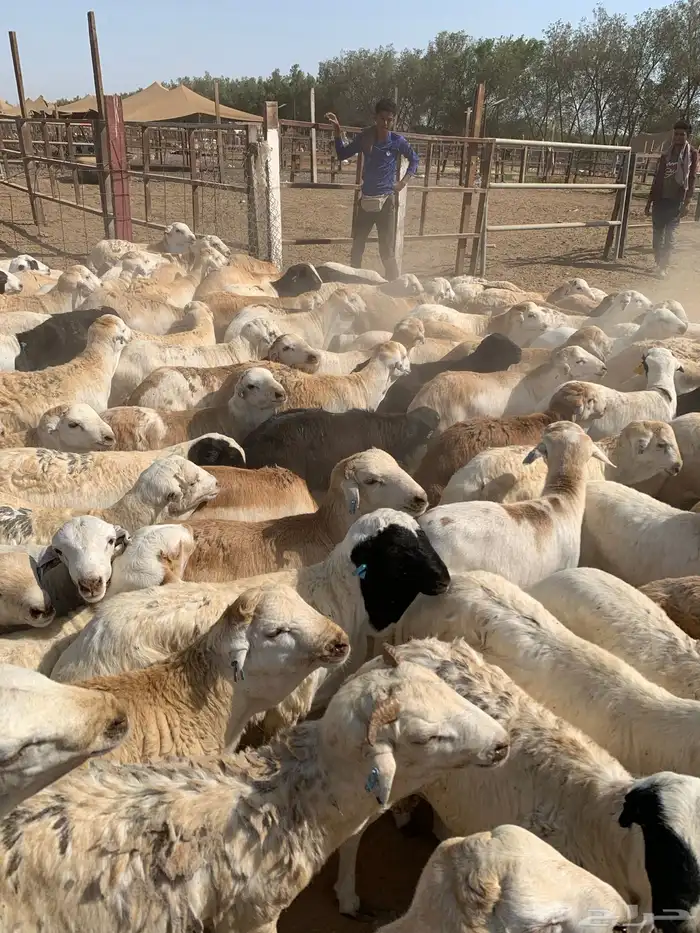 طليان رفيدي من 750 مربى فل 1