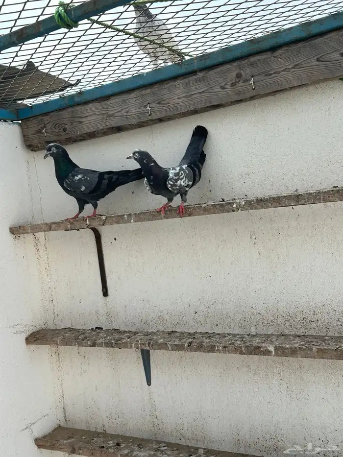 حمام باكستاني 2