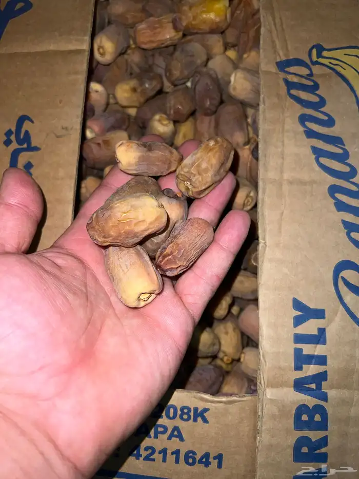 متوفر انتاج تمور جديدة الف كرتون موز 1