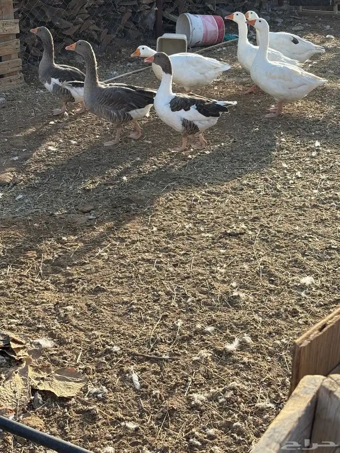 بط وز للبيع 3