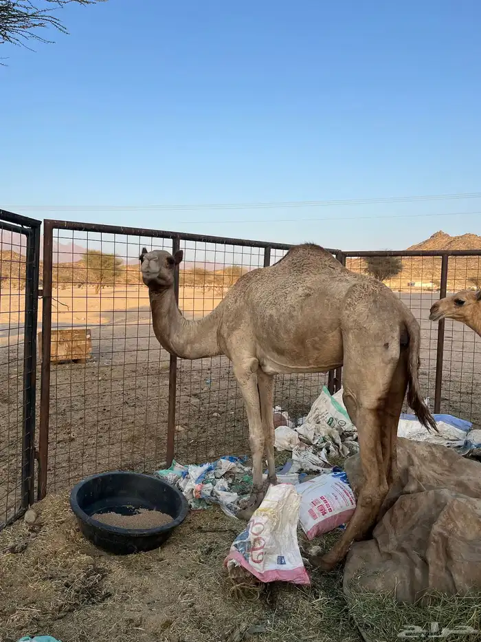 السلام عليكم ورحمة الله وبركاته 2