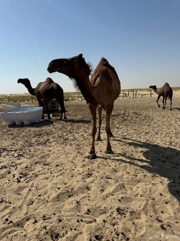 8 لقحات وبعير وعشرا والبل طيبه 4