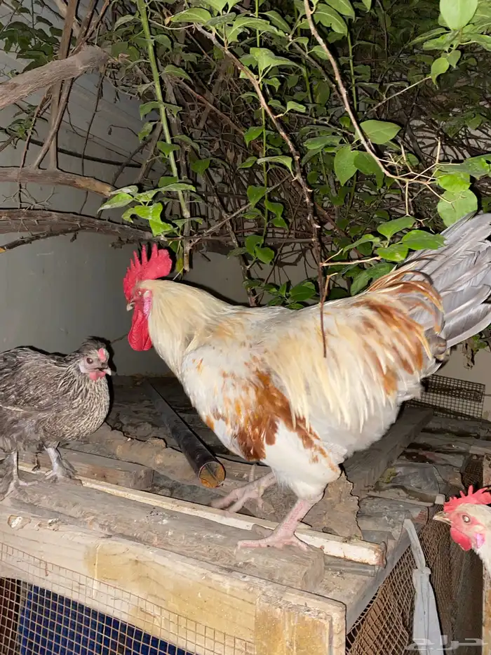 ديك 1