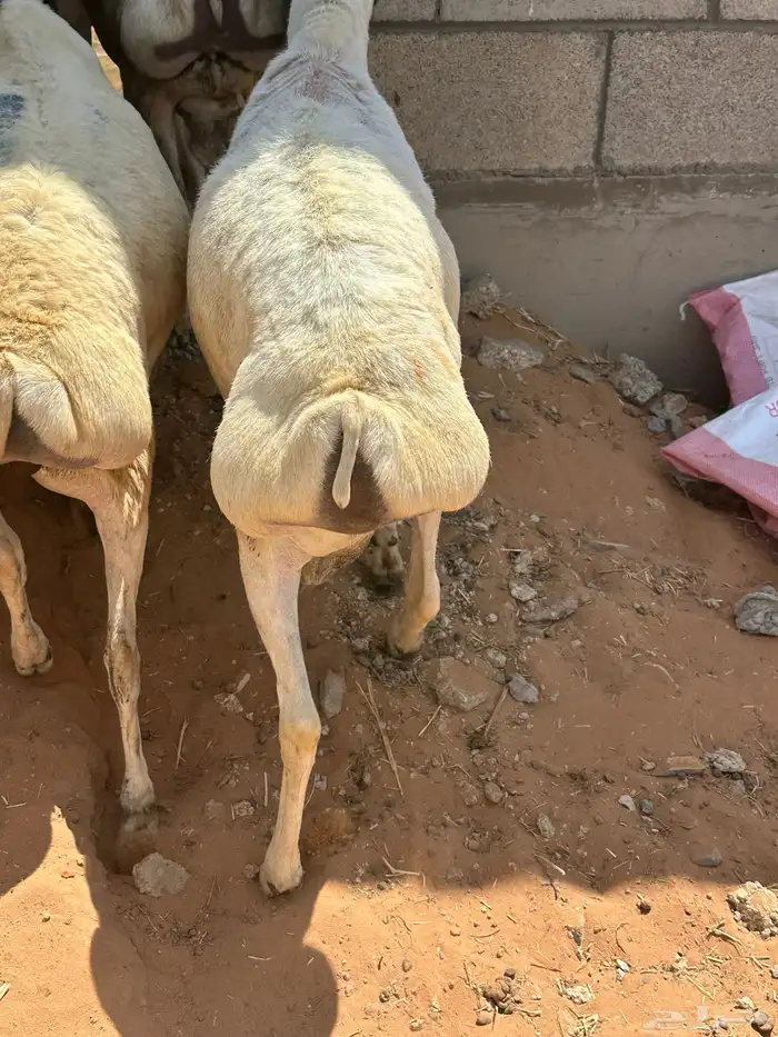 برابر جذعان طرف لحم وشحم 20