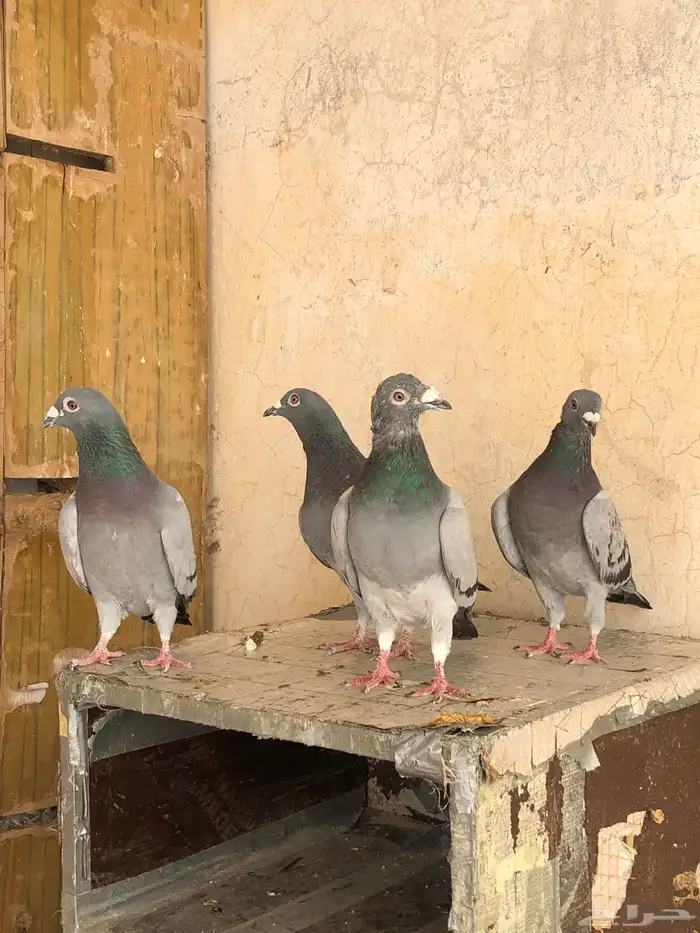 حمام زاجل 1