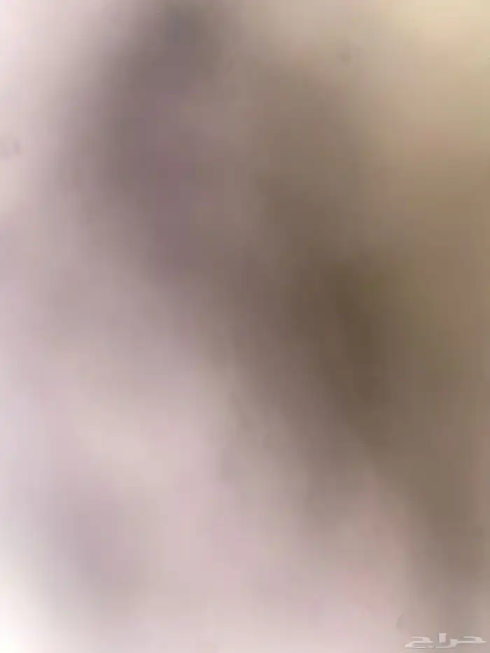 مطلوب ناقه خلفه منيحه سعرها من 8 الف 0