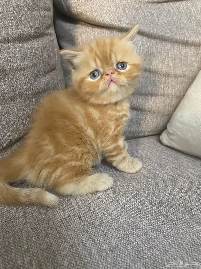 بيكي فيس بيور 0