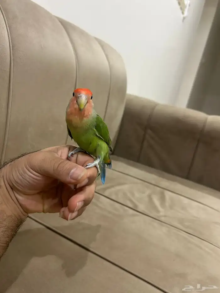 روز تربيه 0