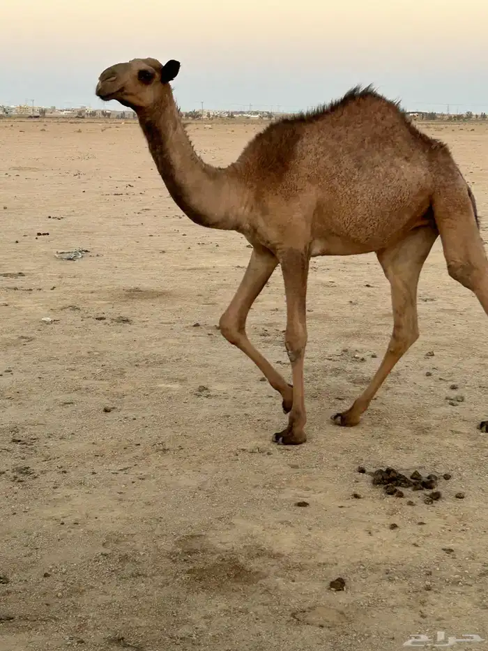 بكره 1