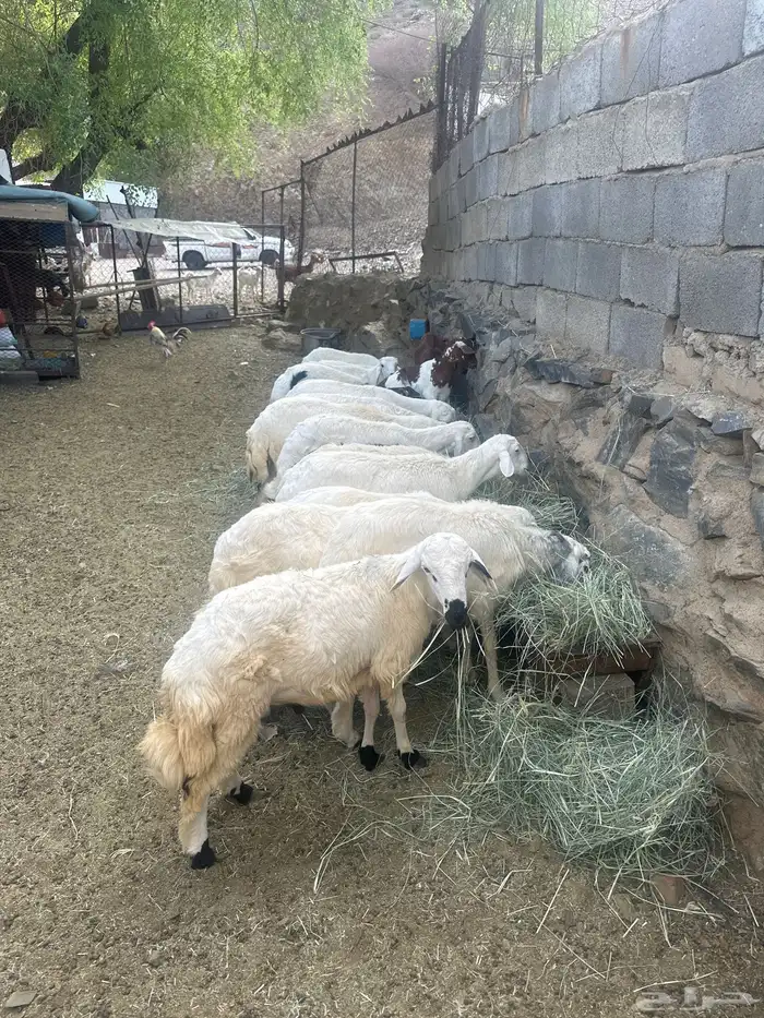 جدعان كفو 3