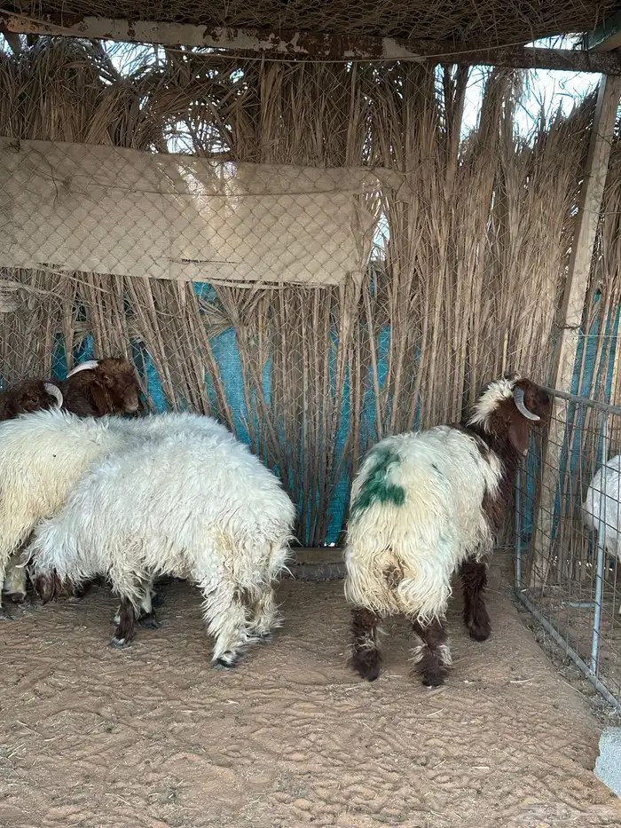 نعيمي طيبه 1