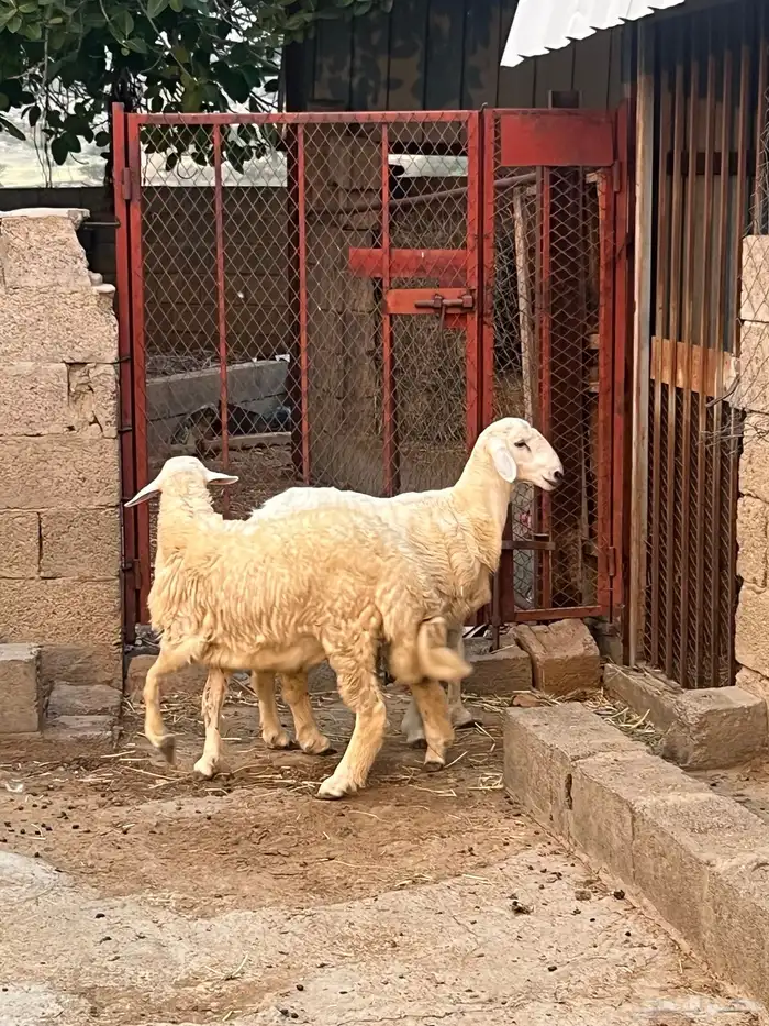 طليان ورخال 1