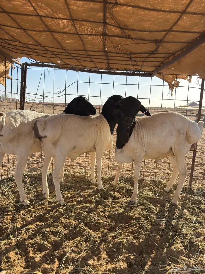 بربري 1