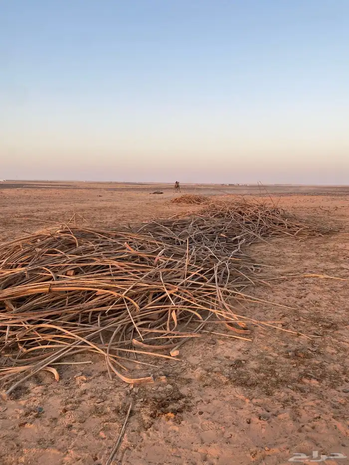 عسيب بدون سعف تقريبن دنا ونص والموقع الاحمديه 0