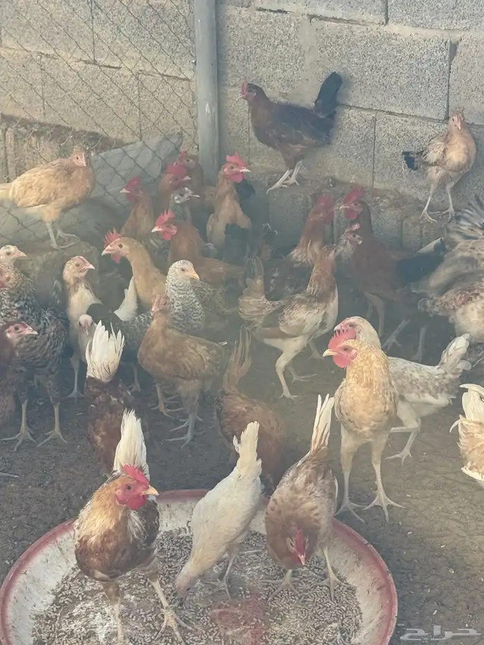 بط بح. ودجاج هجين وبلدي 4
