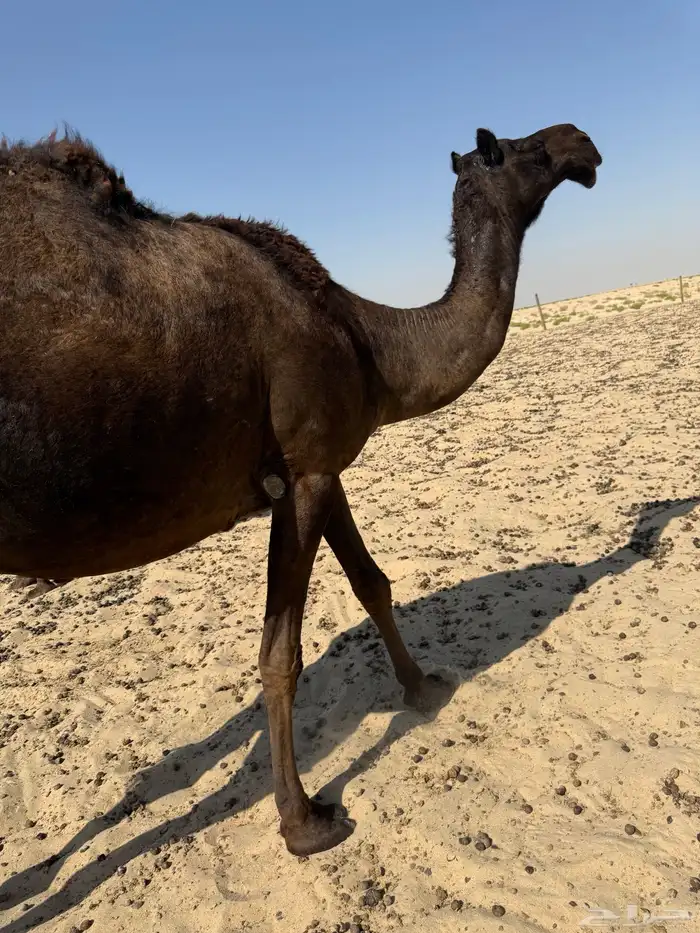 8 لقحات وبعير وعشرا والبل طيبه 6