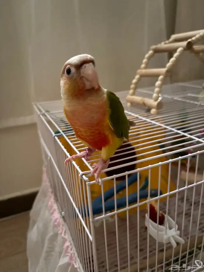 كنيور اناناس (تم البيع ) 1