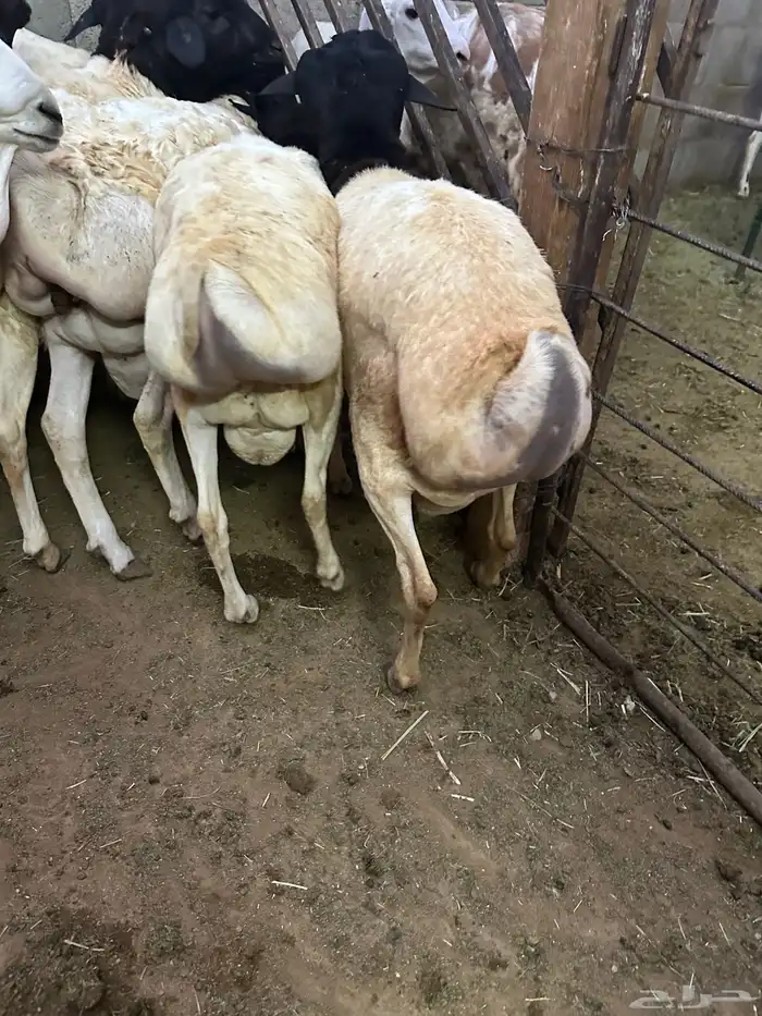 برابر جذعان طرف لحم وشحم 32