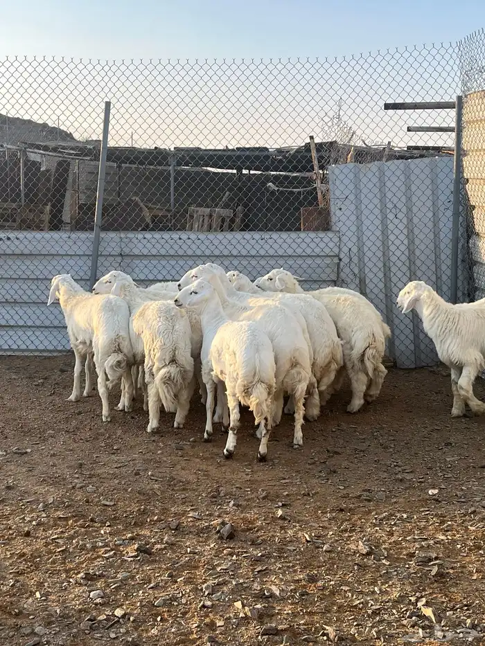 طليان جبره كايفه شحم فل 5