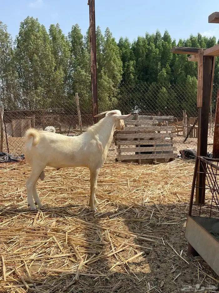 تيس فحل ابرص ثني 1
