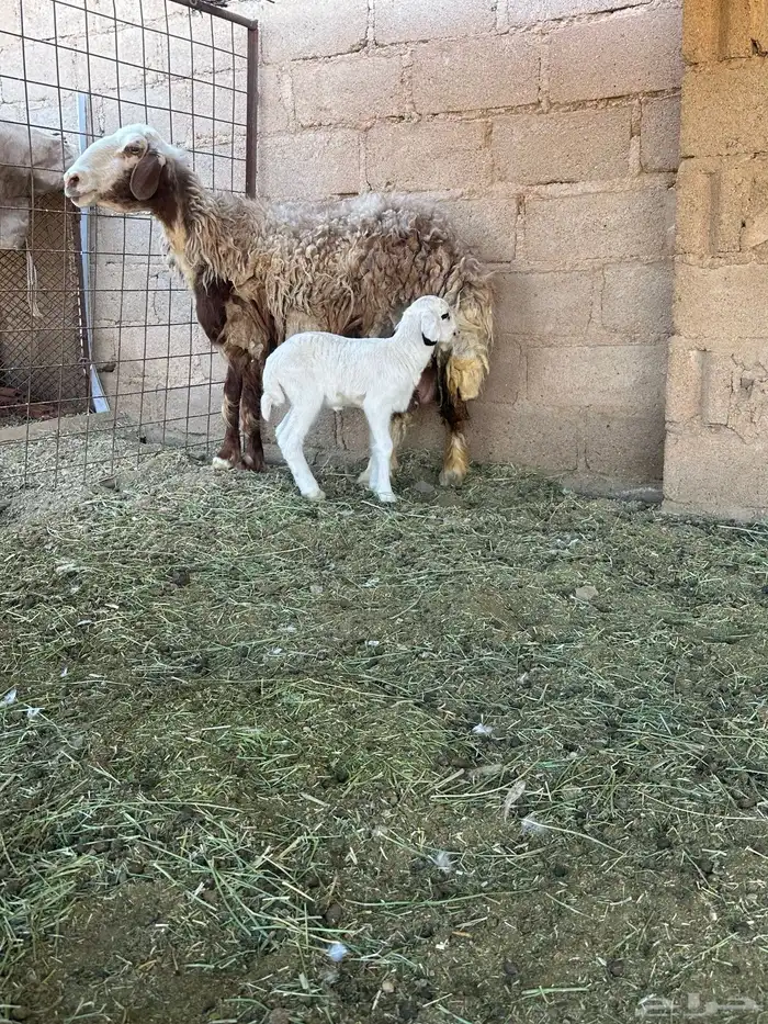 نجديه معه خروف 2