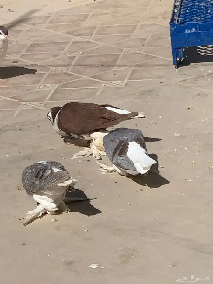 حمام شيرازي فرايد 6 حبات 4