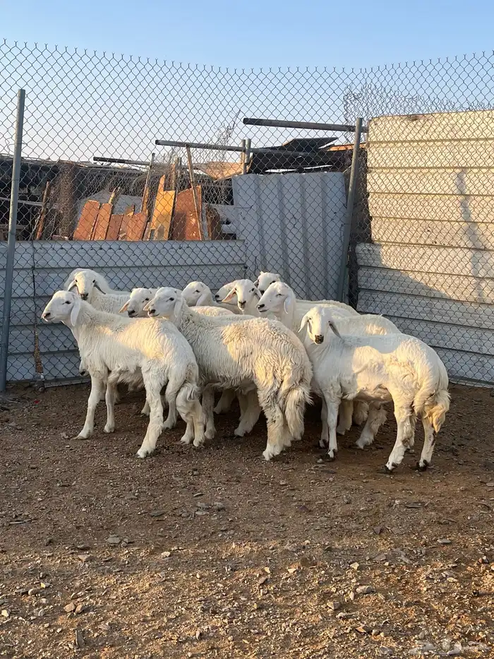 طليان جبره كايفه شحم فل 3
