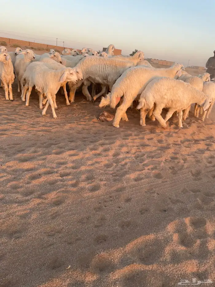 رخال حريات منوه القناي 0