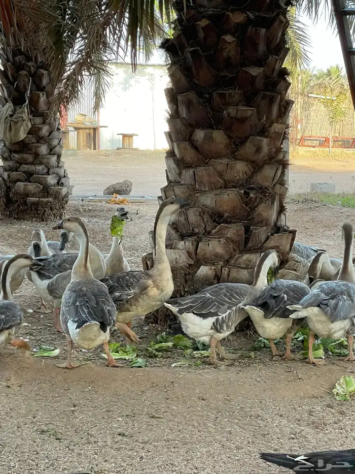 وز عراقي اصل وفصل 2
