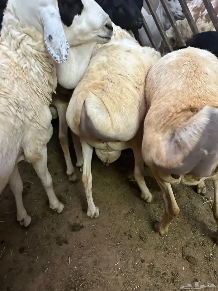 تيوس وبرابر مرابي 36