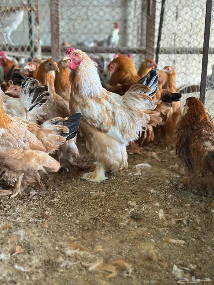 مشروع للبيع دجاج فيومي  دجاج براهما 3