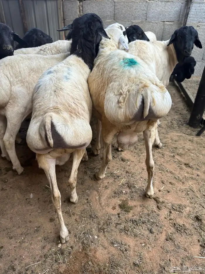 برابر جذعان طرف لحم وشحم 9