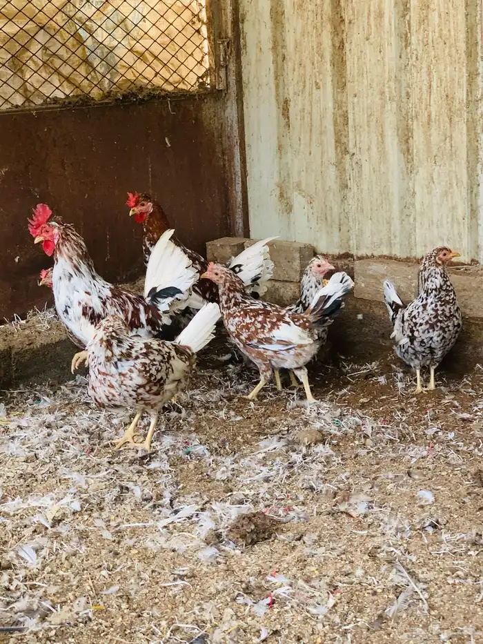 ديكين وست دجاج عربي ماكنتوش افرق مقبع 3