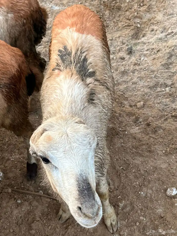 الموقع العارضة 5